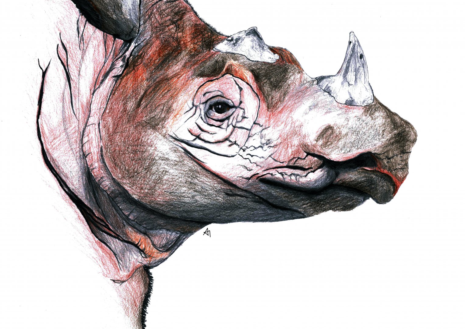 Sumatran Rhinoceros pencil drawing
