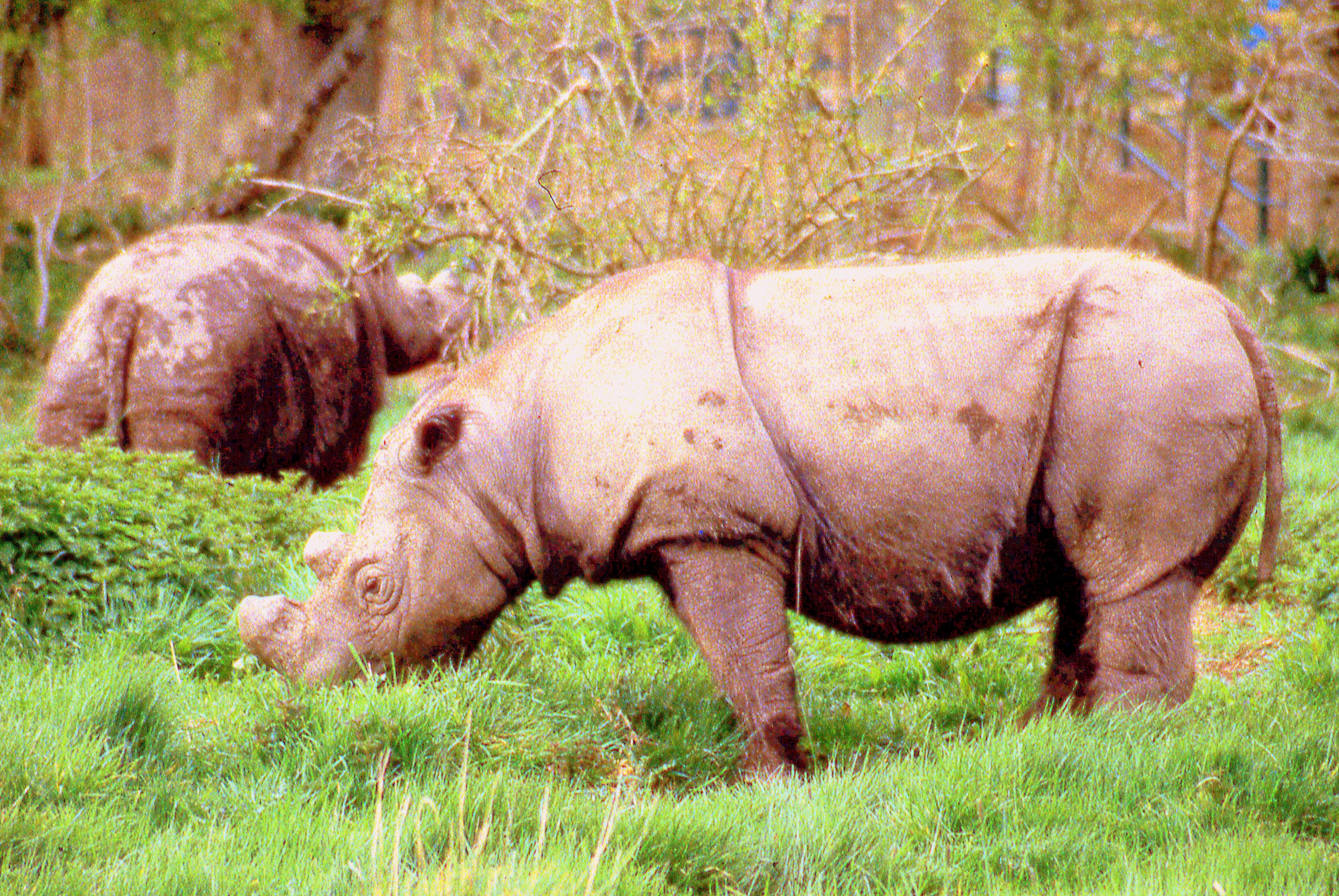 Sumatran rhinoceros; Port Lympne; late 1980s