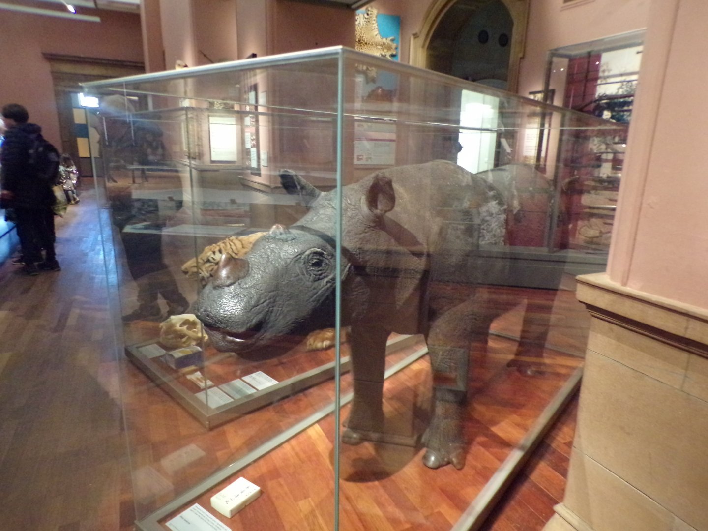 Sumatran rhinoceros (taken in Kelvingrove museum) 12.2.24