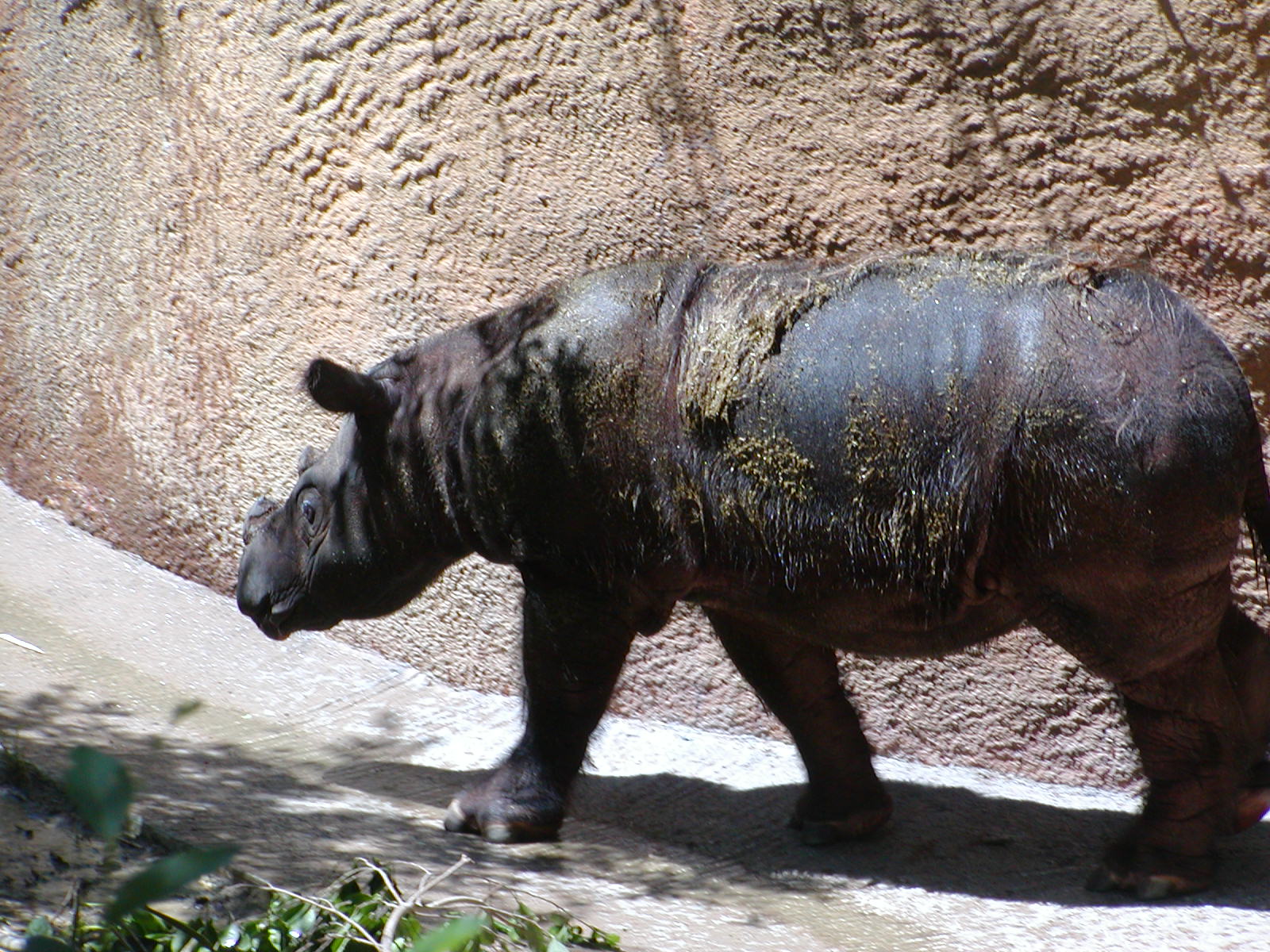 Sumatran rhinoceros