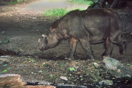 sumatran rhinoceros