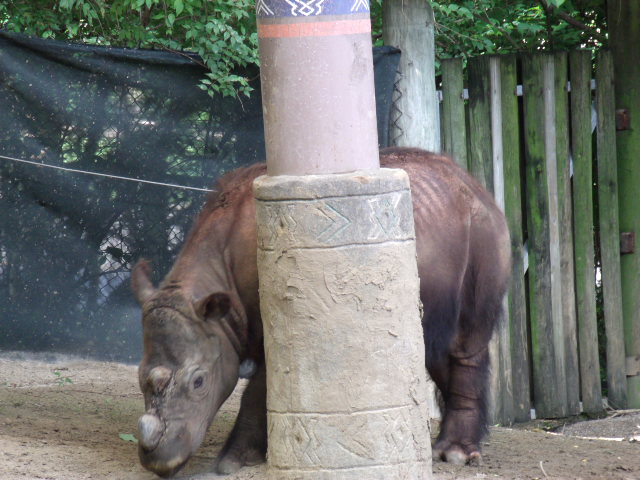 Sumatran Rhinoceros