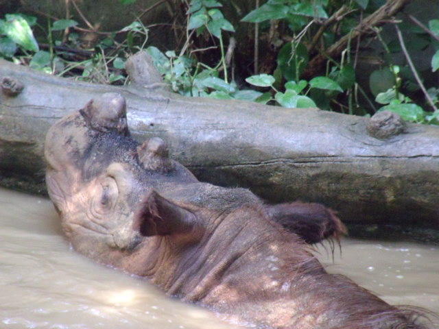 Sumatran Rhinoceros