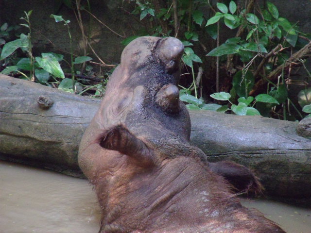 Sumatran Rhinoceros