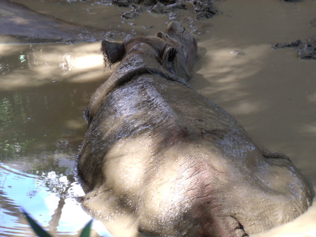Sumatran Rhinoceros