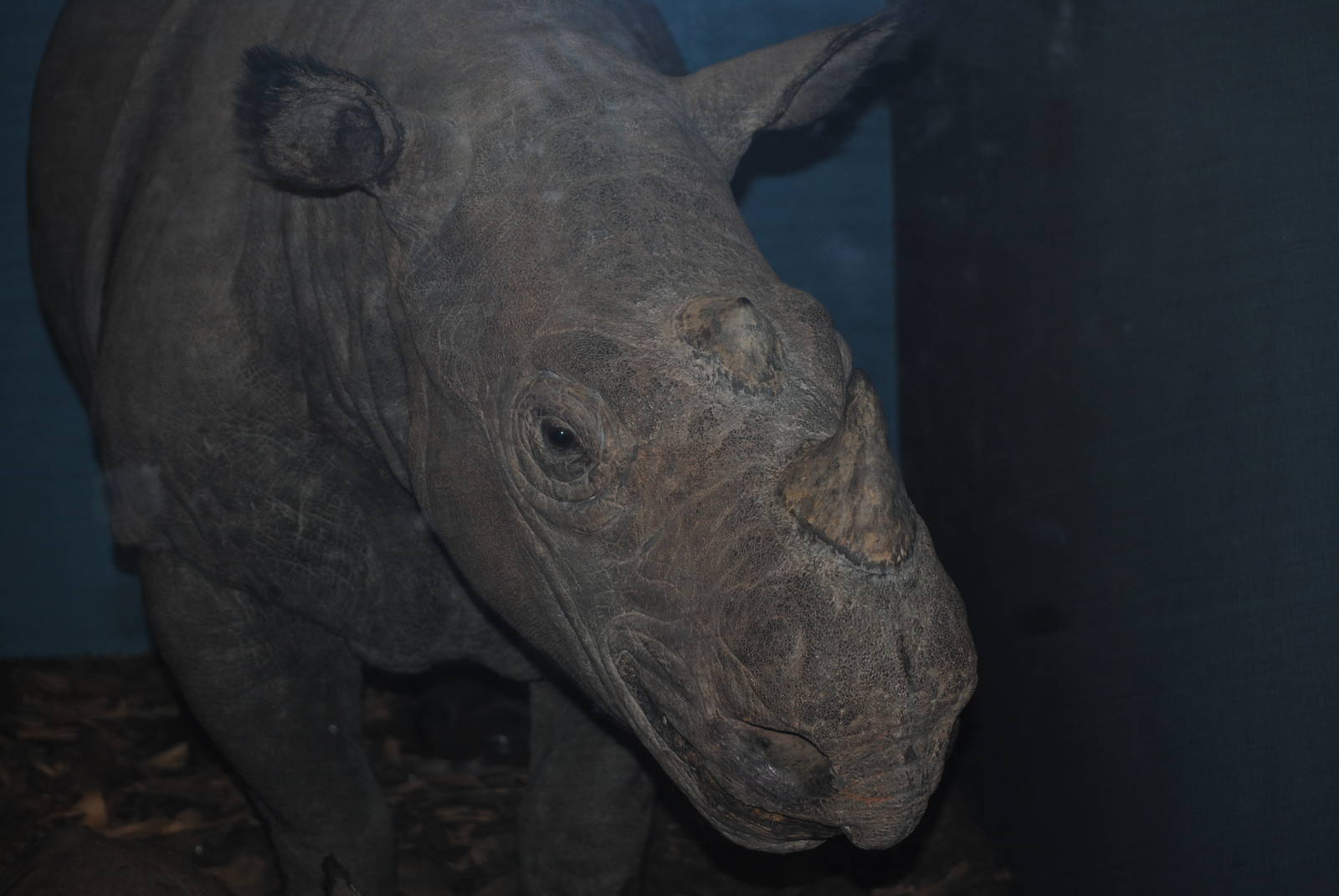 Sumatran Rhinoceros