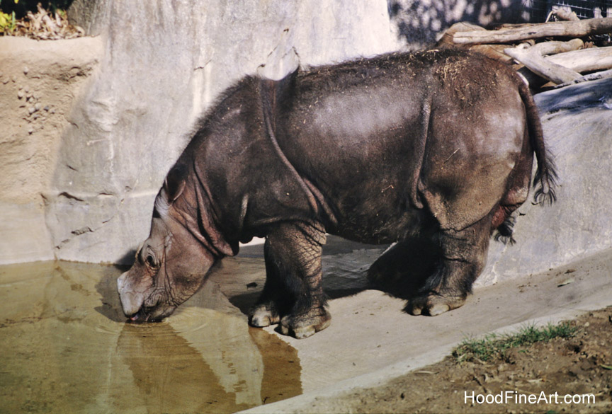 Sumatran rhinoceros