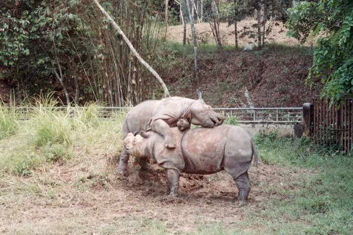 Sumatran Rhinos at Sungai Dusun
