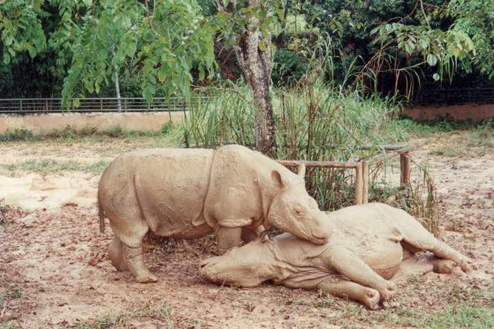 Sumatran Rhinos at Sungai Dusun