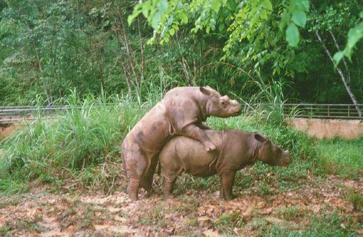 Sumatran Rhinos at Sungai Dusun