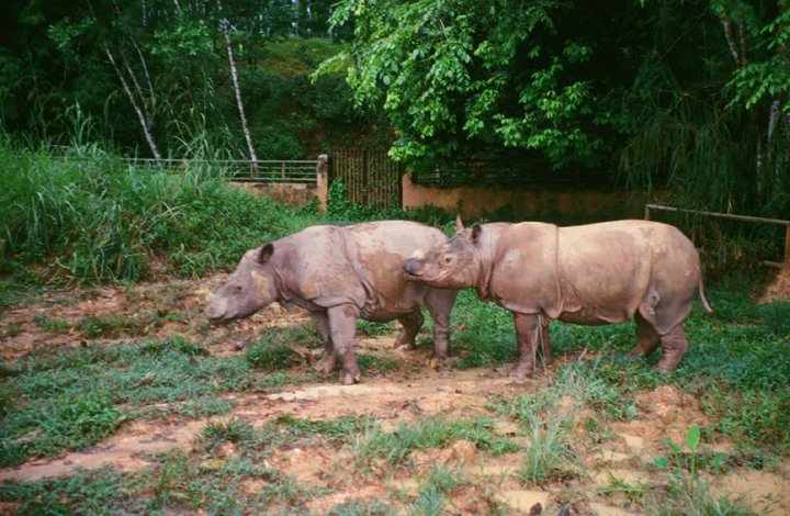 Sumatran Rhinos at Sungai Dusun
