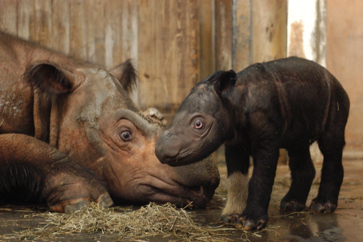Sumatran Rhinos