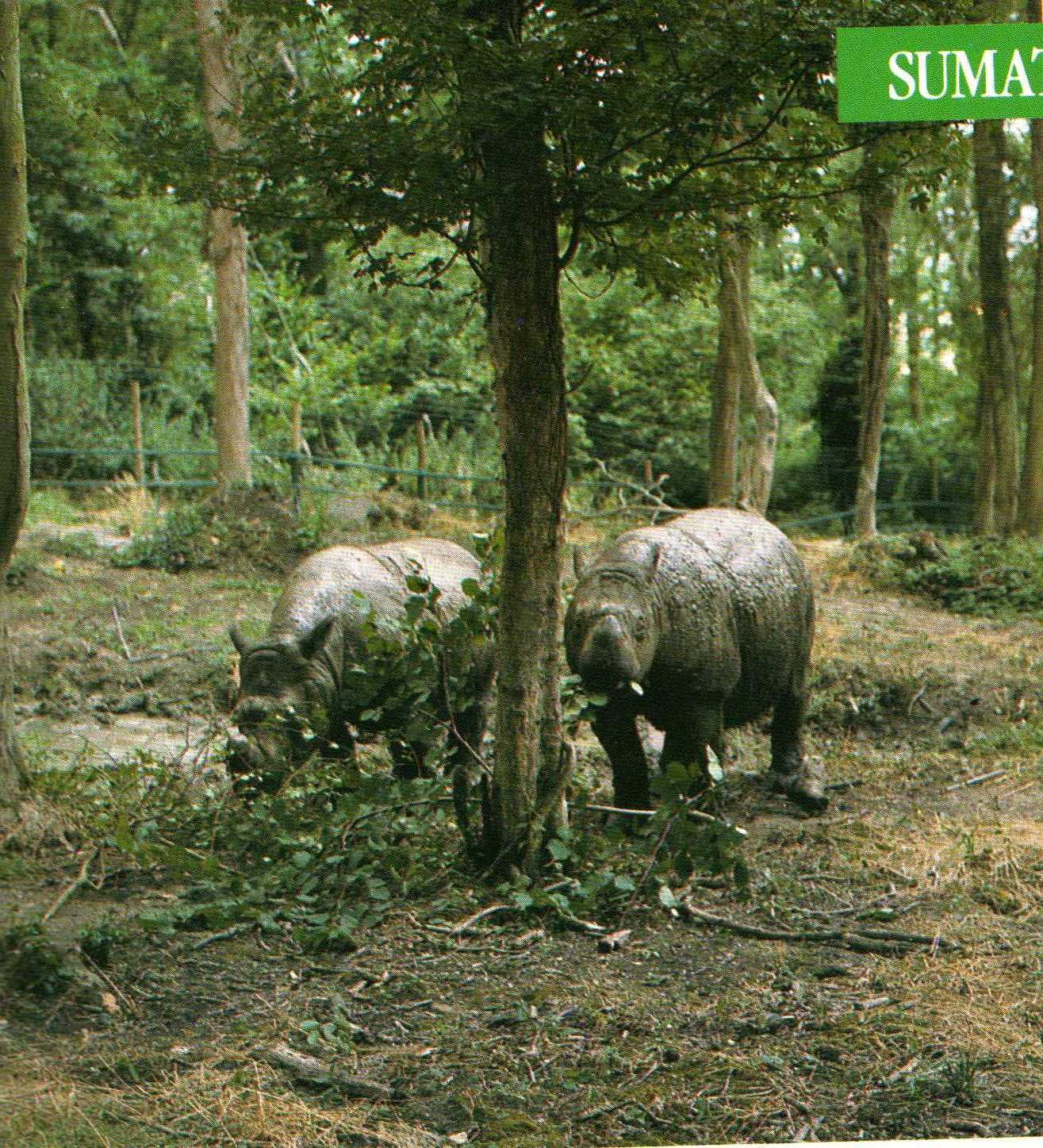 Sumatran rhinos