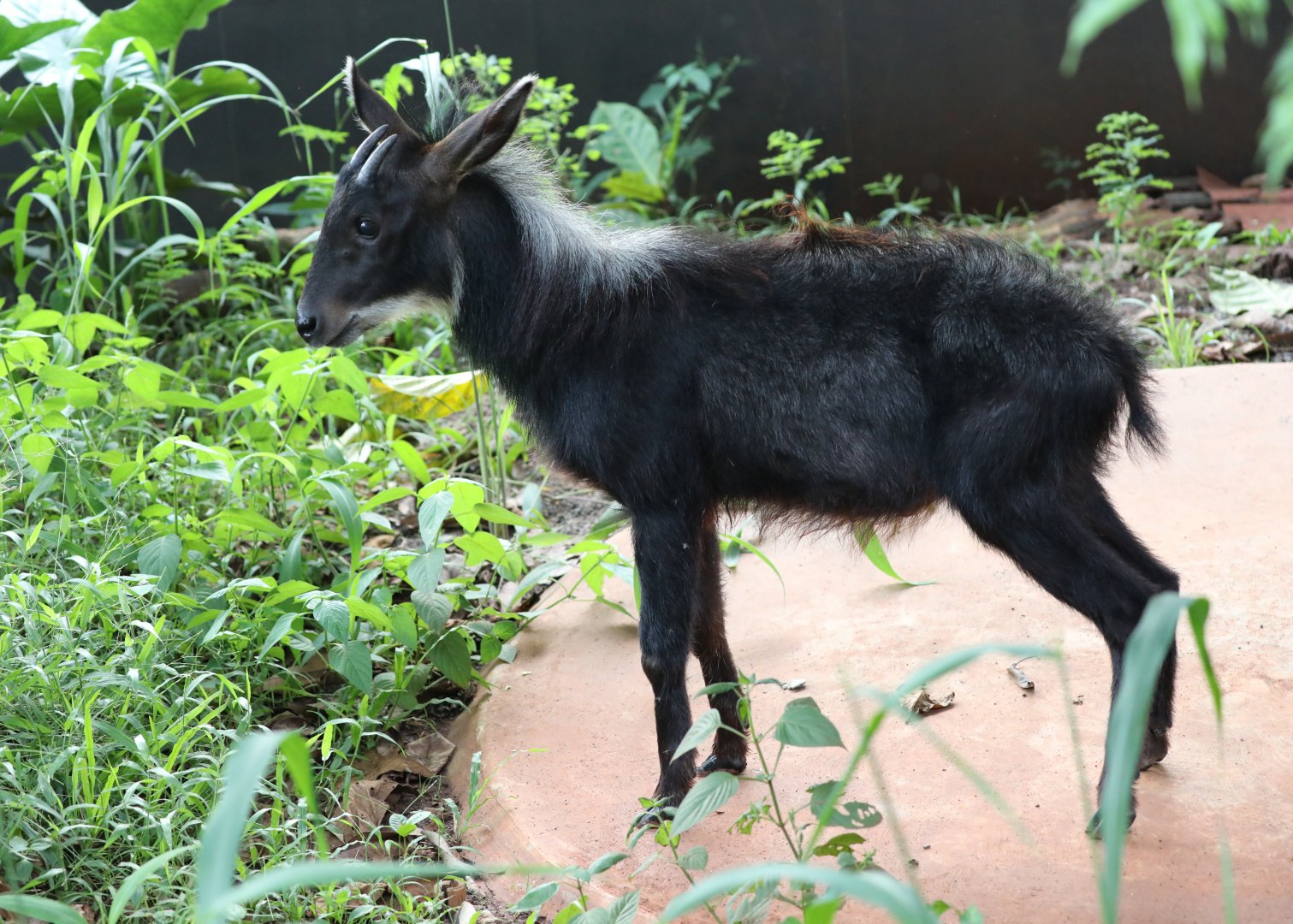 Sumatran serow (Capricornis sumatraensis sumatraensis)