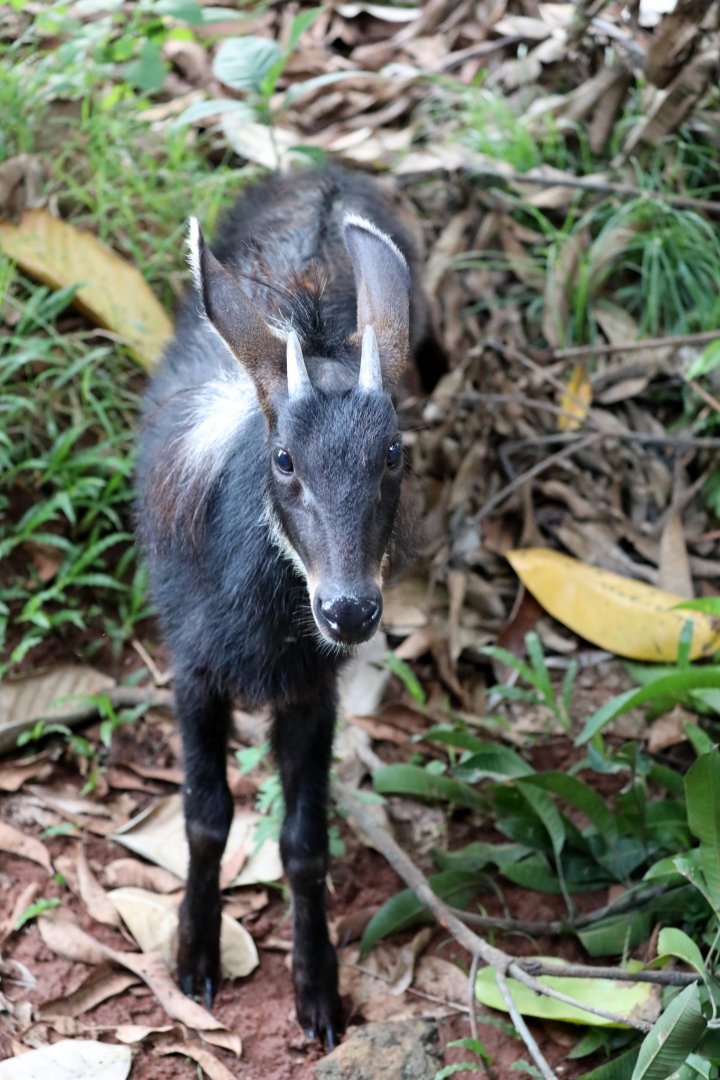Sumatran serow (Capricornis sumatraensis sumatraensis)