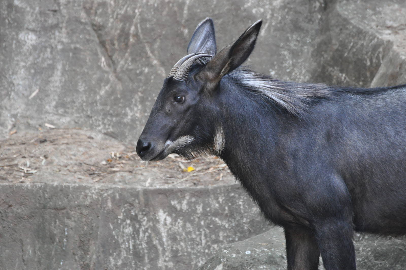 Sumatran serow/ Capricornis sumatraensis