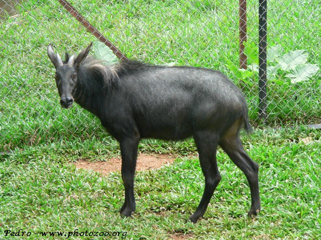 Sumatran serow (Capricornis sumatraensis)