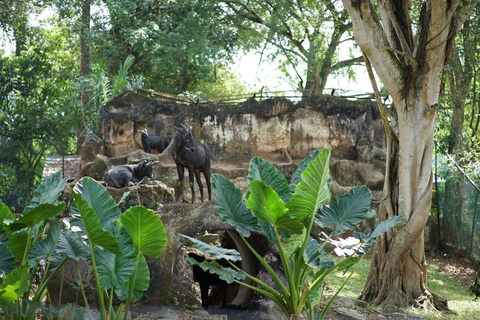 Sumatran serow exhibit