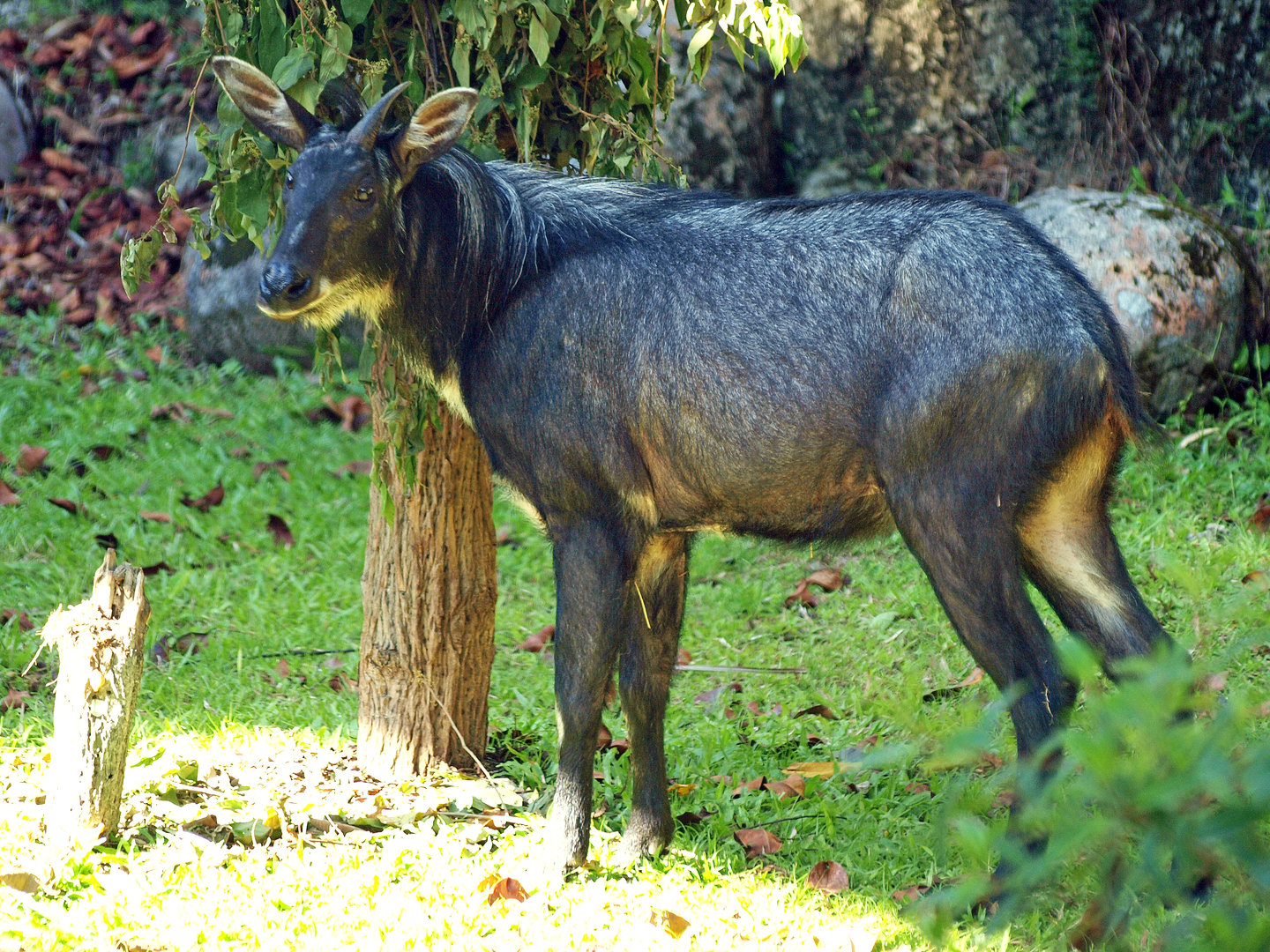 Sumatran serow
