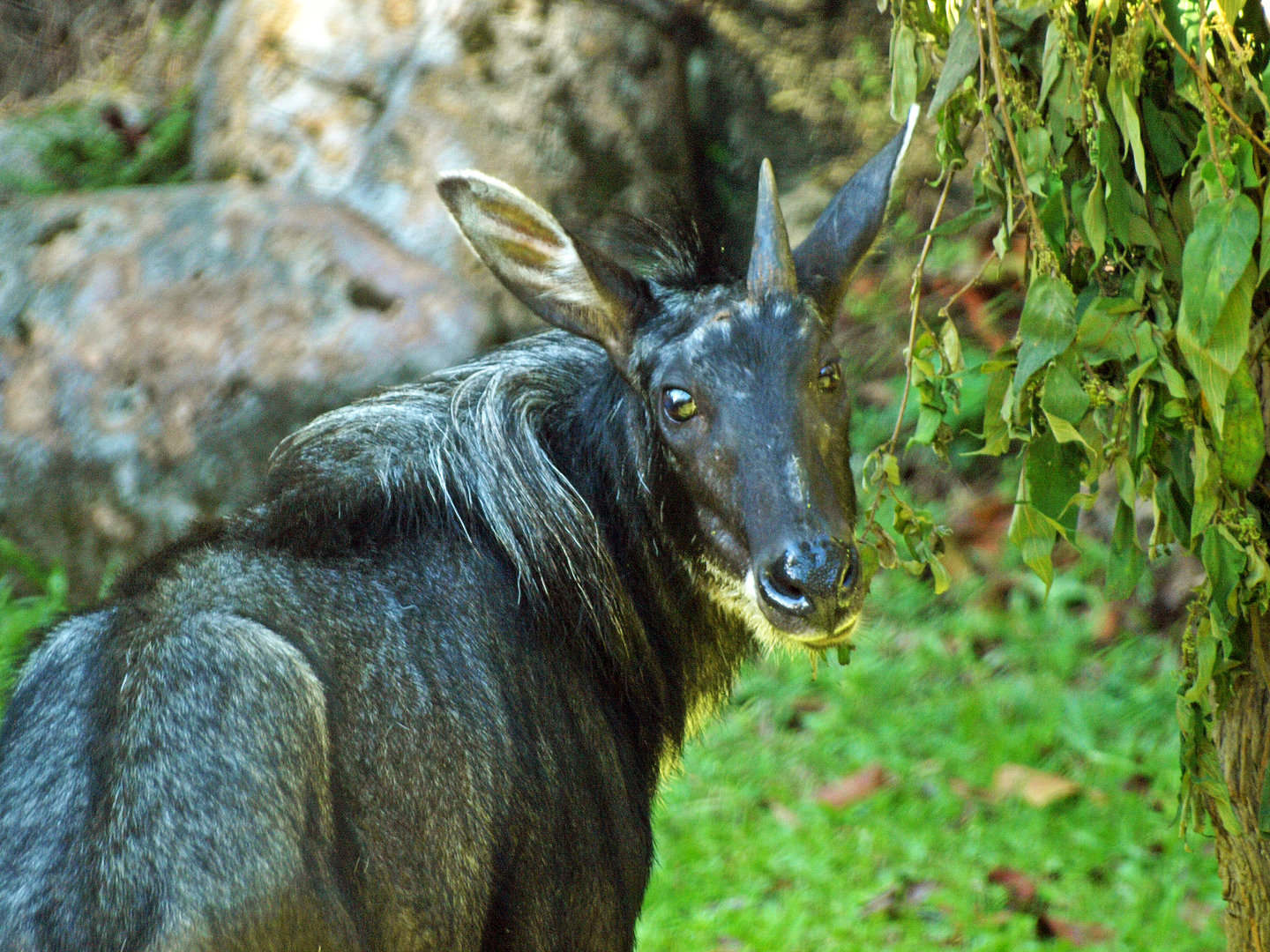 Sumatran serow