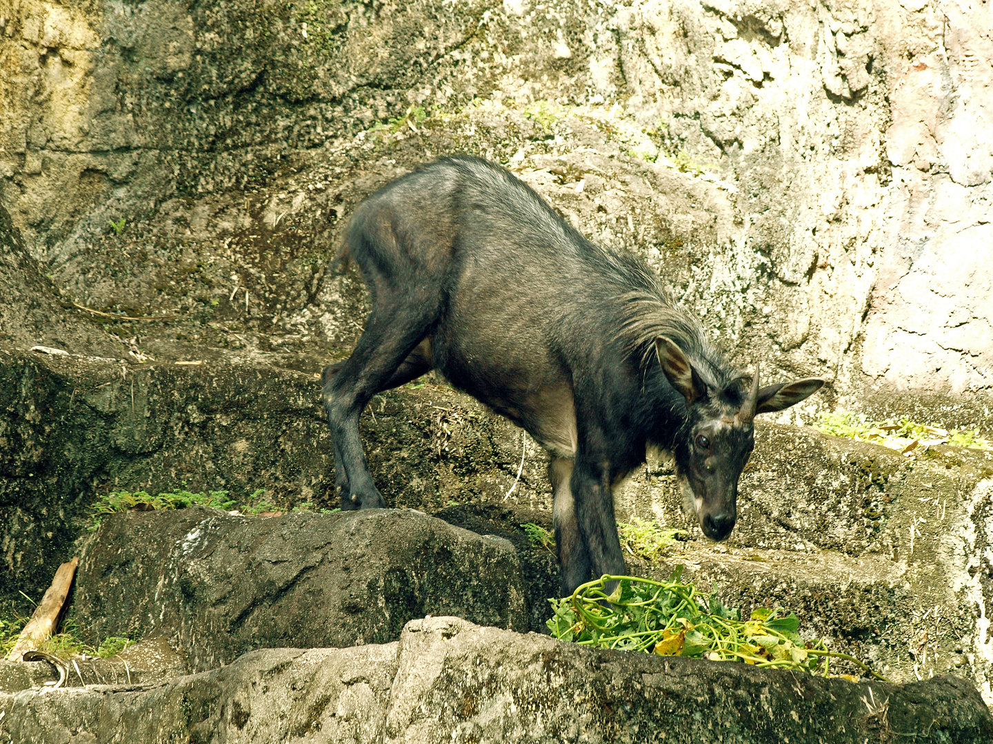 Sumatran serow