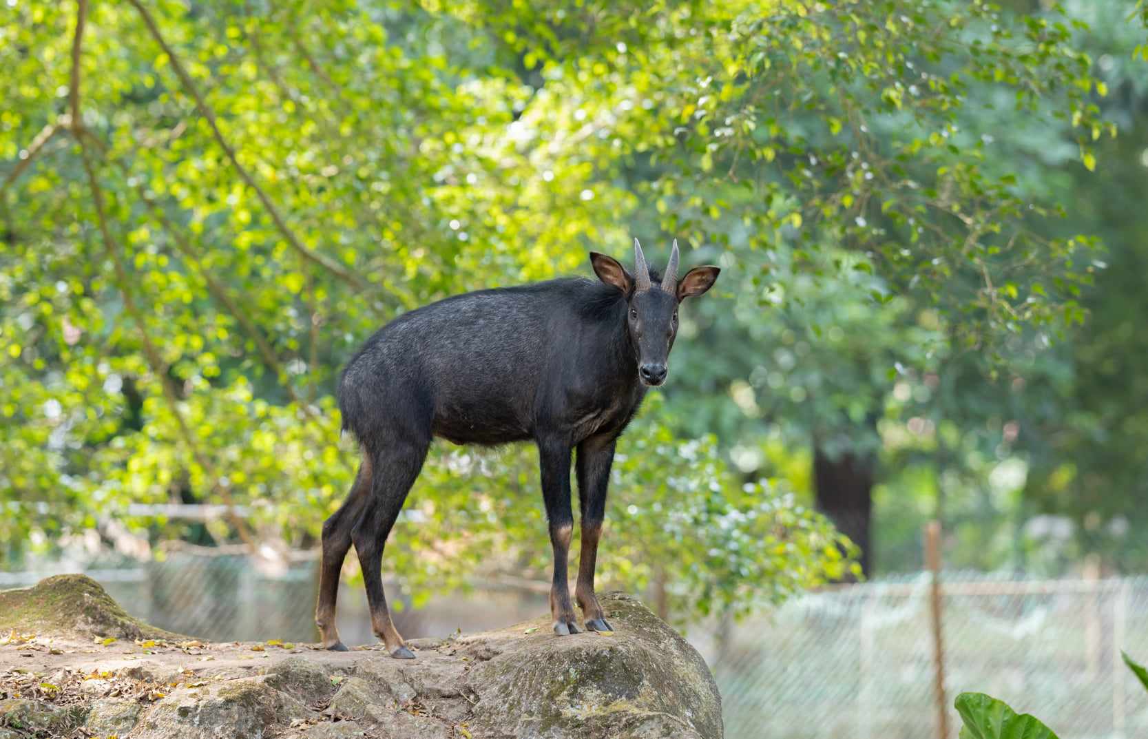 Sumatran Serow