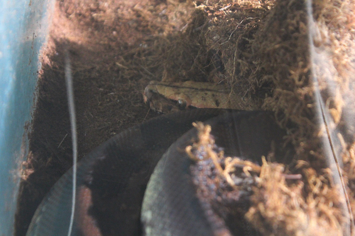Sumatran short-tailed python (Python curtus) - Taman Konservasi Sato Loka