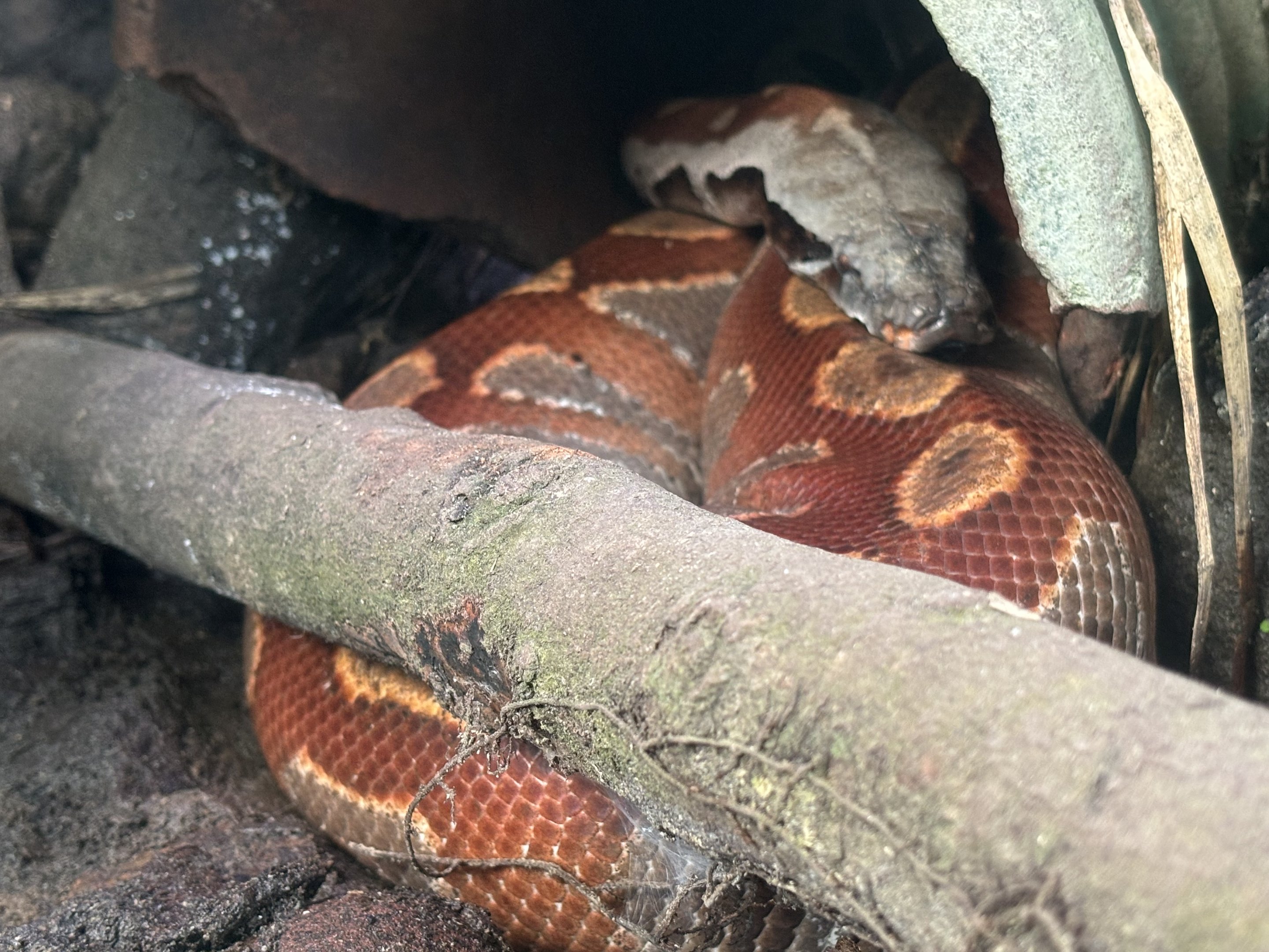 Sumatran Short-tailed Python