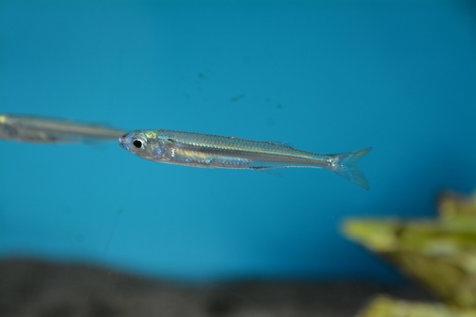 Sumatran silverside (Hypoatherina valenciennei)