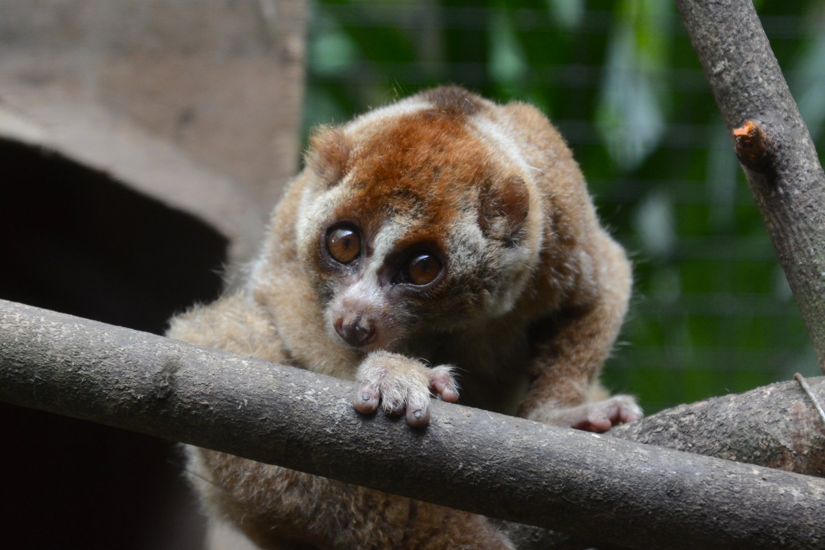 Sumatran slow loris (Nycticebus hilleri)