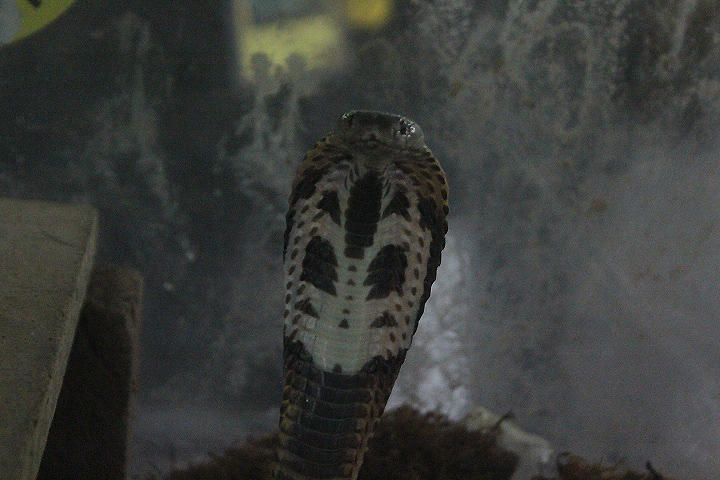 Sumatran spitting cobra (Naja sumatrana 'sumatrana') - Taman Konservasi Sato Loka