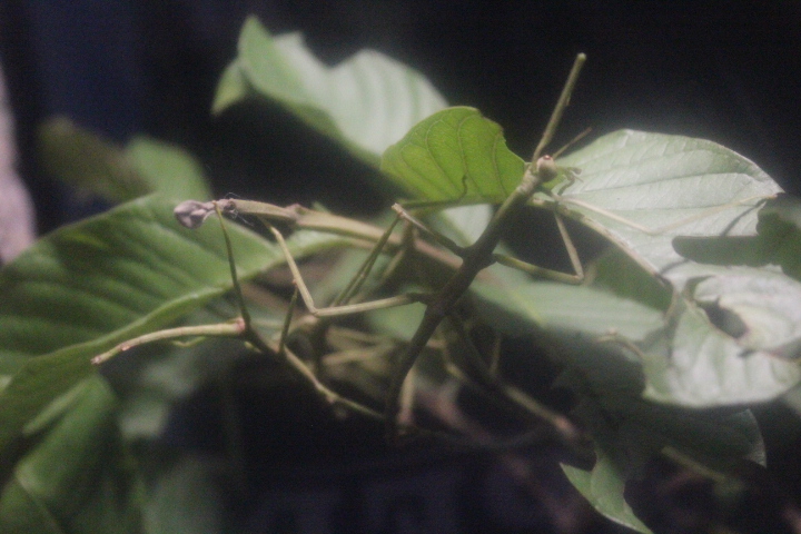 Sumatran stick insect (Pharnacia sumatrana)