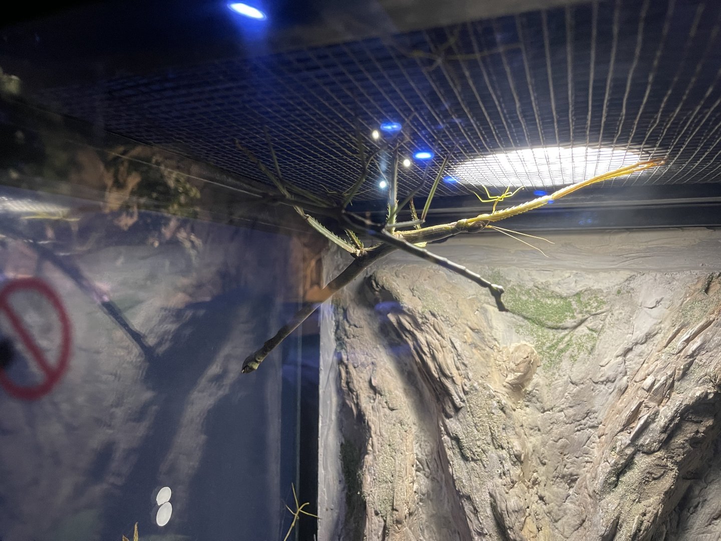 sumatran stick insect (pharnacia sumatrana)