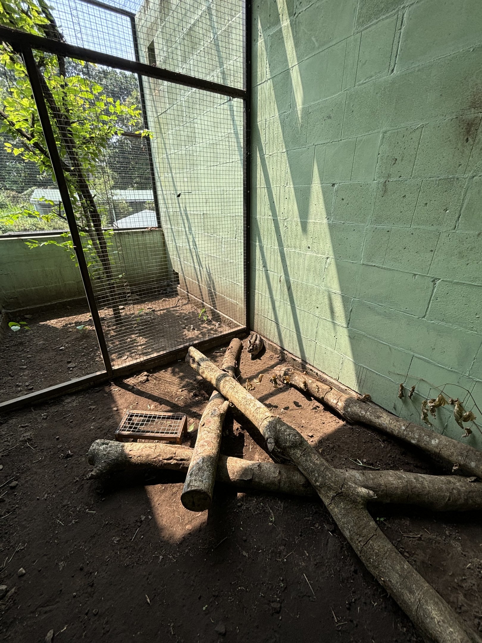 Sumatran Striped Rabbit Exhibit - Prigen Conservation Breeding Ark