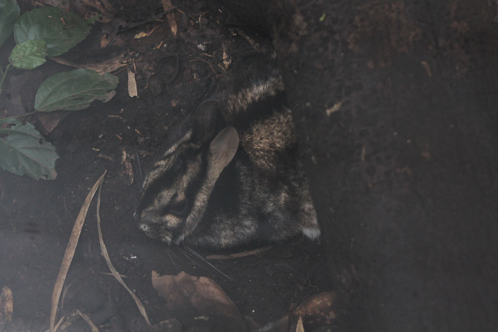 Sumatran striped rabbit (Nesolagus netscheri) - PCBA