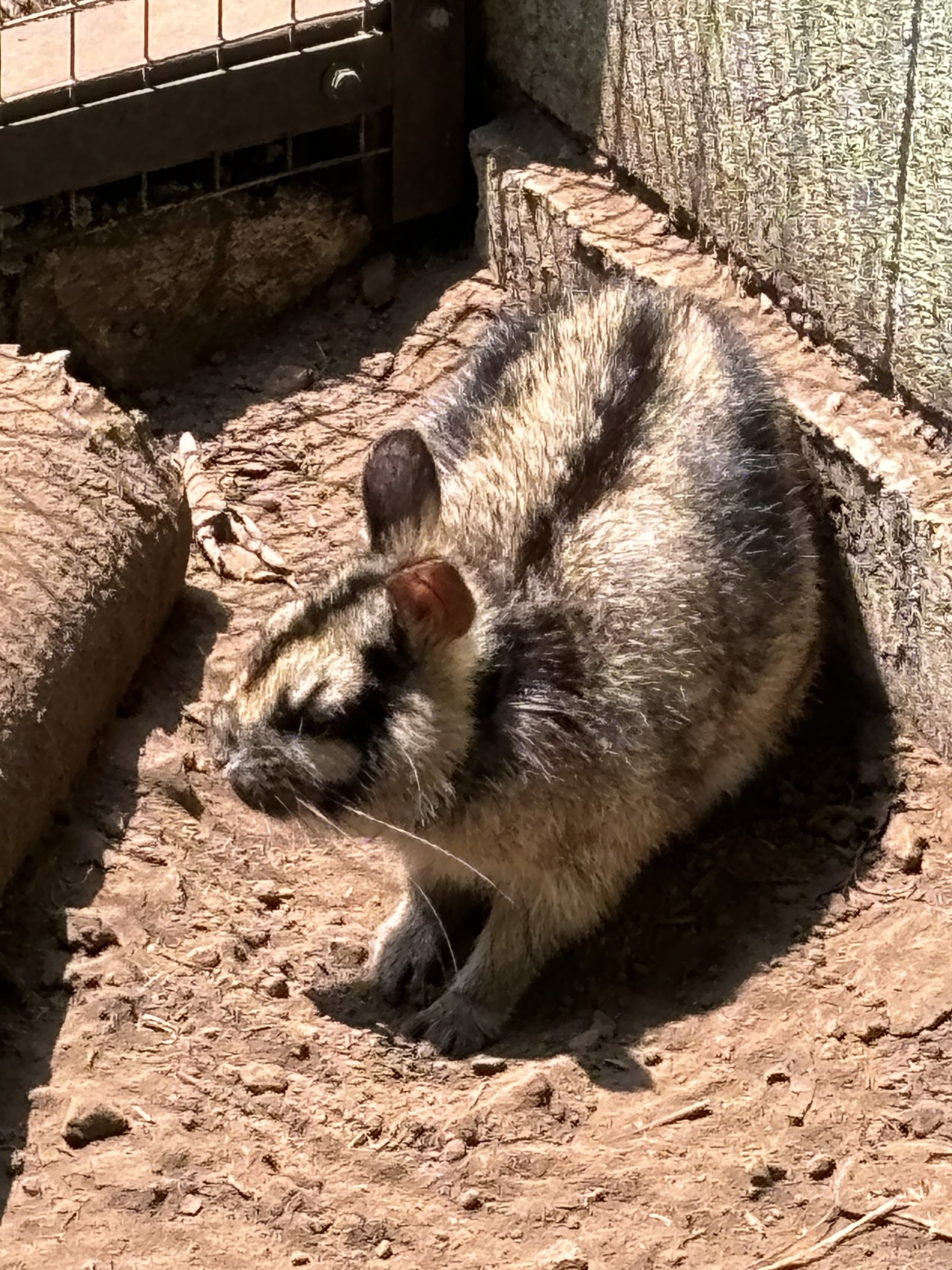 Sumatran Striped Rabbit (off-show)