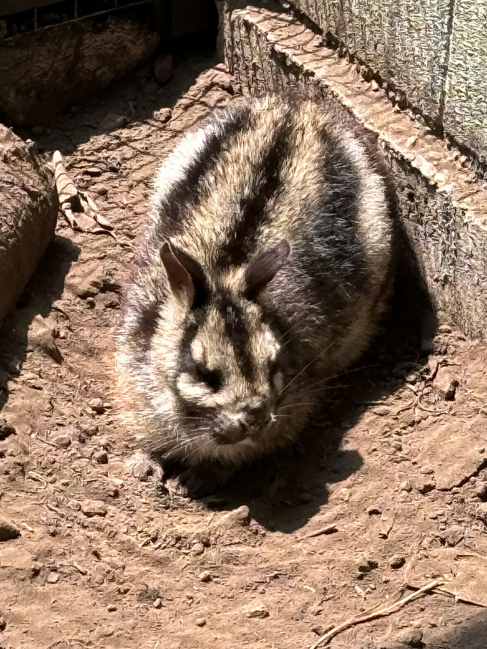Sumatran Striped Rabbit - Prigen Conservation Breeding Ark