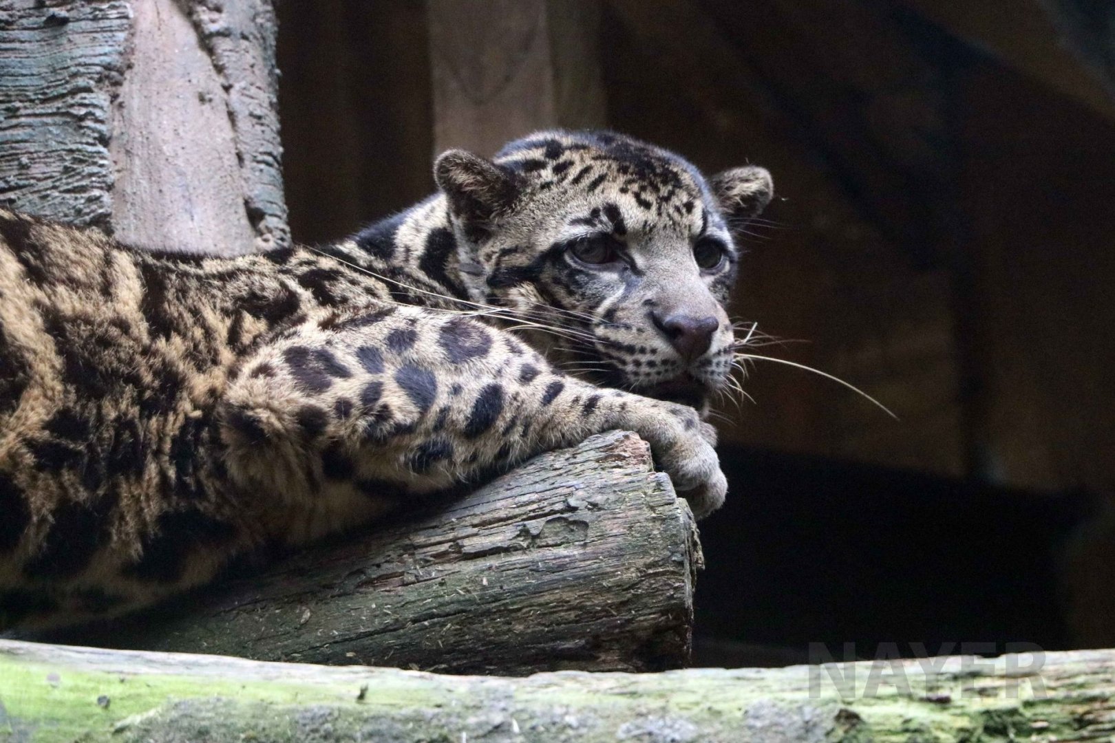 Sumatran (Sunda) clouded leopard, June 2016