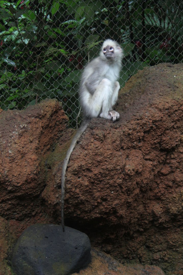 Sumatran surili or Mitred leaf monkey (Presbytis melalophos)