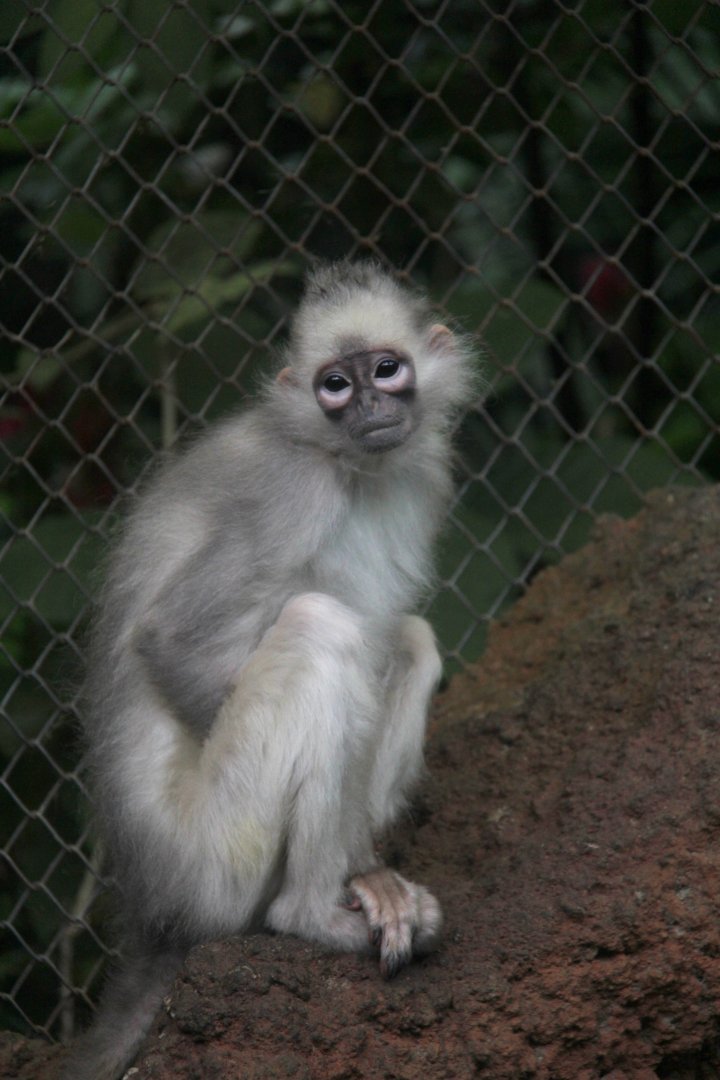 Sumatran surili or Mitred leaf monkey (Presbytis melalophos)