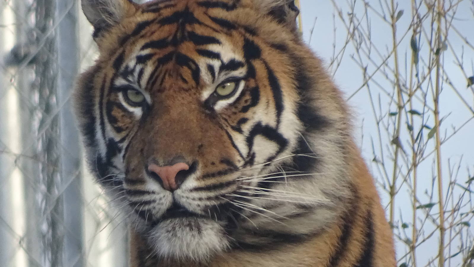 Sumatran Tiger 02/02/16