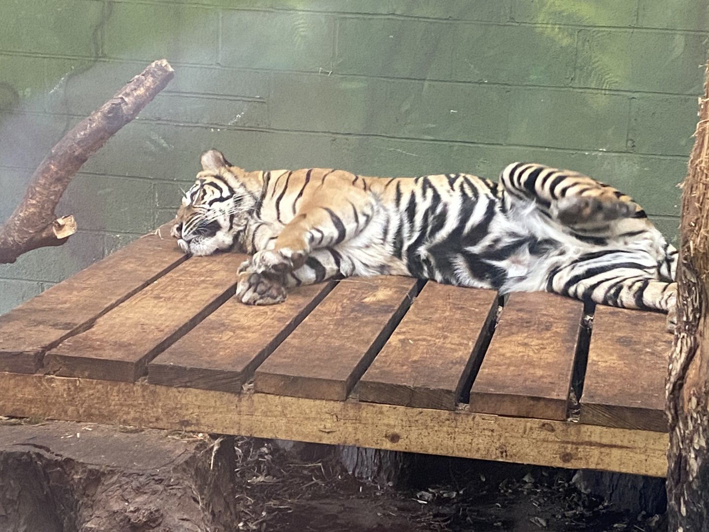 Sumatran tiger 040324