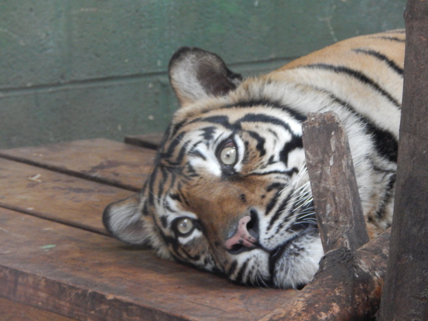 Sumatran tiger 040324