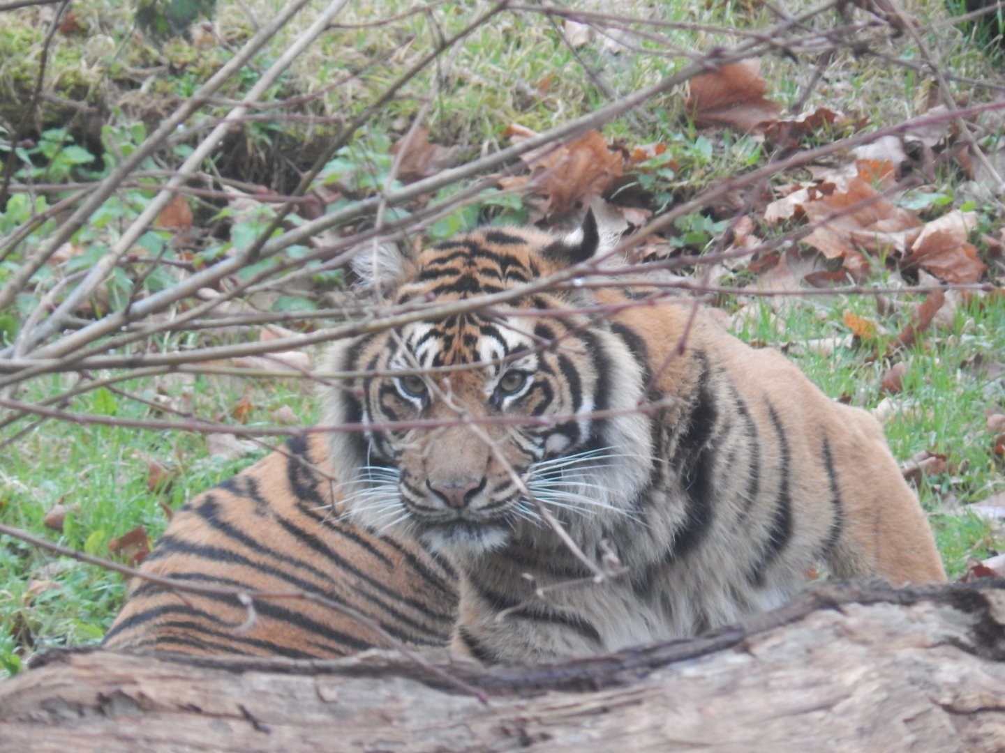 Sumatran tiger 050224
