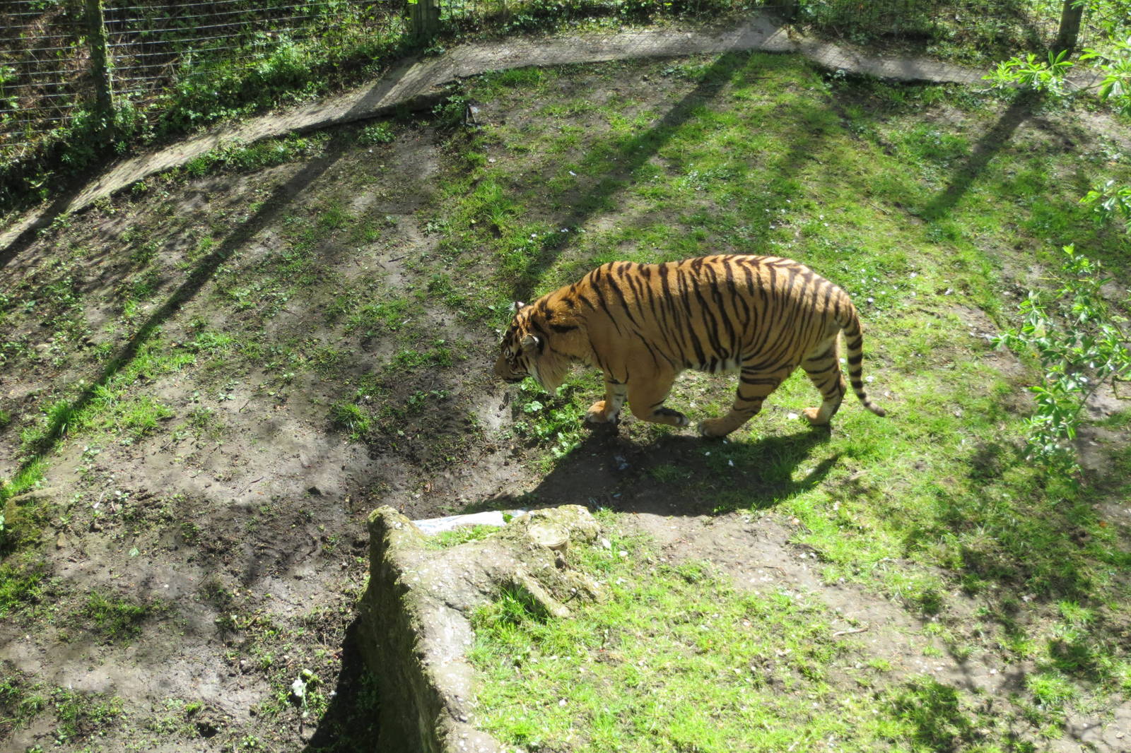 Sumatran Tiger 060515
