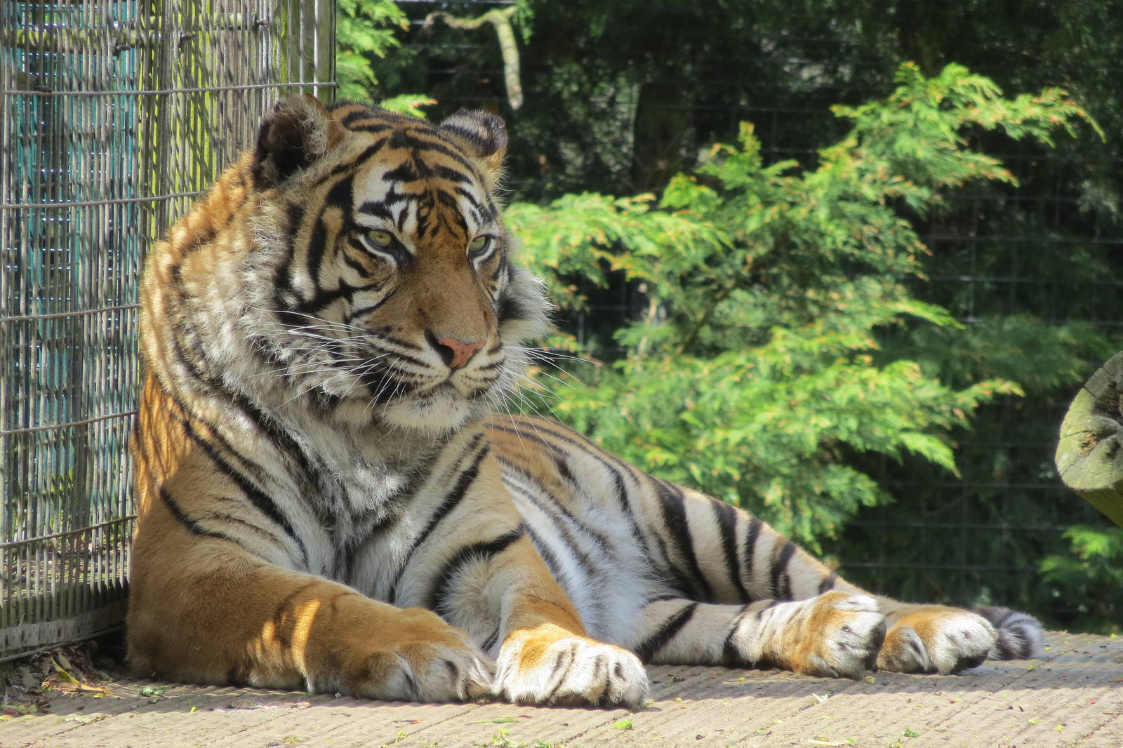 Sumatran Tiger 060515