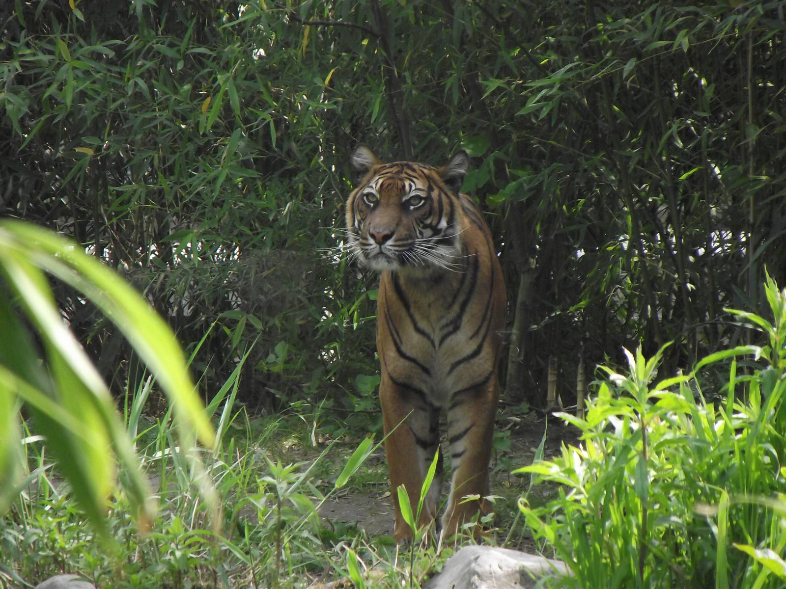 sumatran tiger 070511