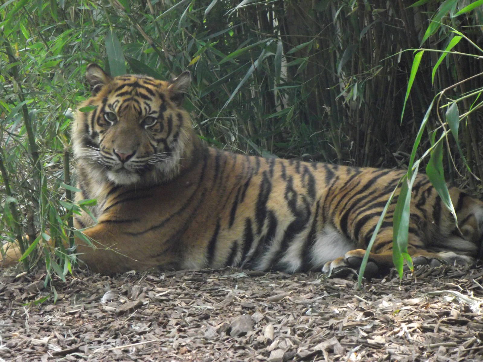 sumatran tiger 070511