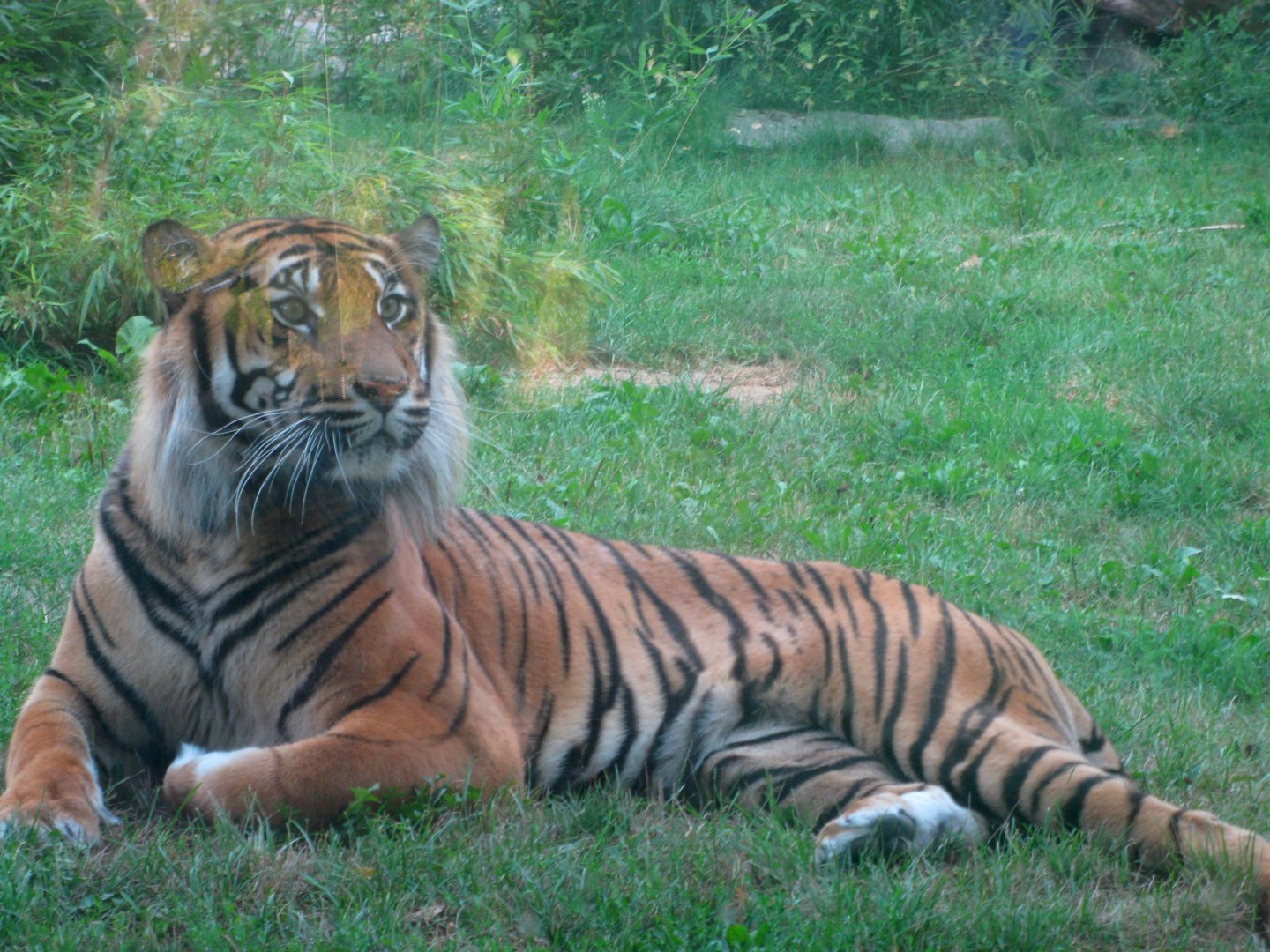 Sumatran Tiger - 08.2013