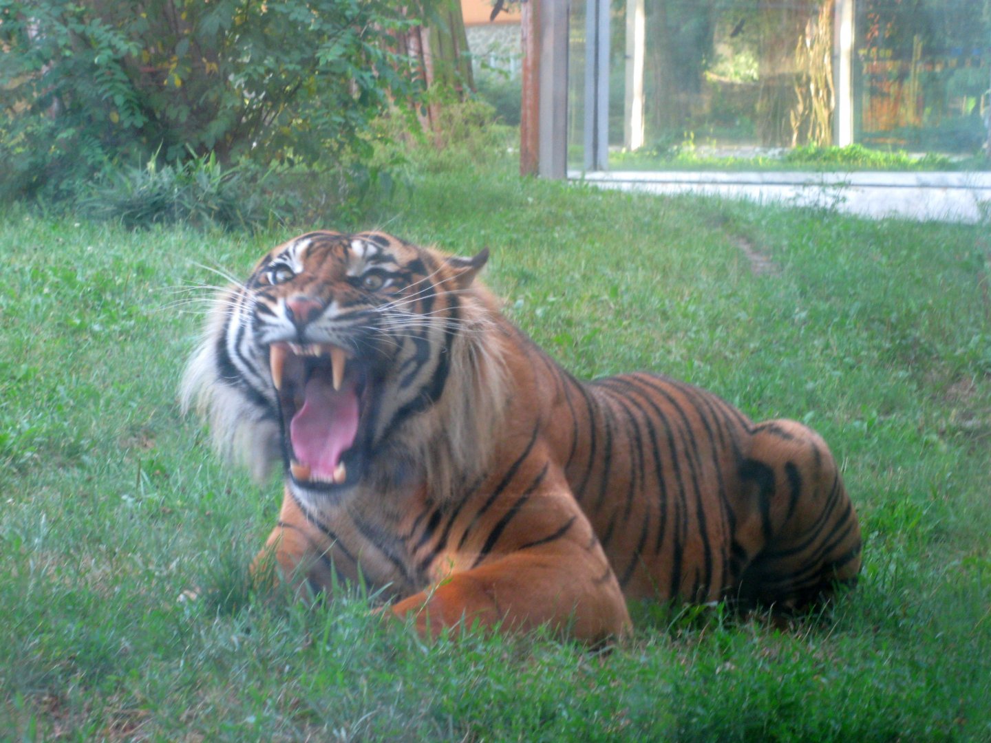 Sumatran Tiger - 08.2013